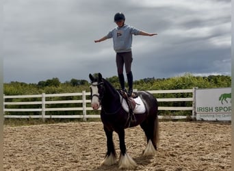 Cob, Hongre, 10 Ans, 148 cm, Noir