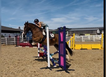 Cob, Hongre, 11 Ans, 155 cm, Bai cerise