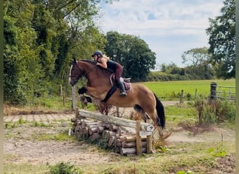 Cob, Hongre, 11 Ans, 155 cm, Bai cerise