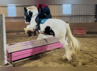 Cob, Hongre, 11 Ans, 163 cm, Léopard