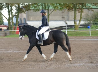 Cob, Hongre, 14 Ans, Noir