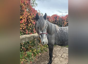 Cob Croisé, Hongre, 3 Ans, 136 cm, Rouan bleu