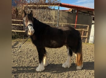 Cob, Hongre, 3 Ans, 142 cm, Gris (bai-dun)