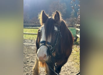Cob, Hongre, 3 Ans, 146 cm, Gris (bai-dun)