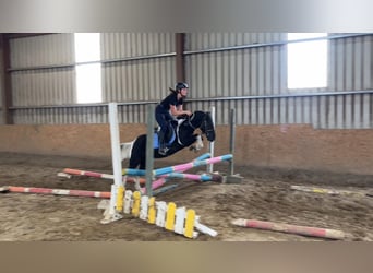 Cob, Hongre, 4 Ans, 124 cm, Pinto