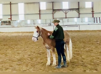 Cob, Hongre, 4 Ans, 130 cm, Alezan