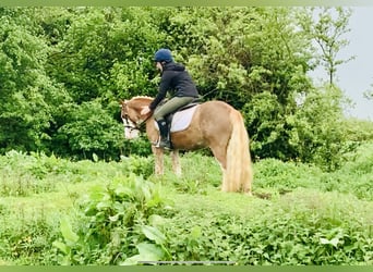 Cob, Hongre, 4 Ans, 130 cm, Alezan
