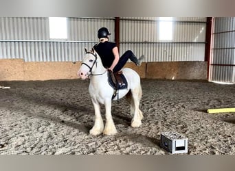 Cob, Hongre, 4 Ans, 130 cm, Gris