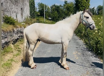 Cob, Hongre, 4 Ans, 133 cm, Isabelle