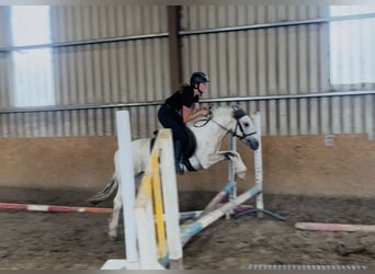 Cob, Hongre, 4 Ans, 133 cm, Isabelle
