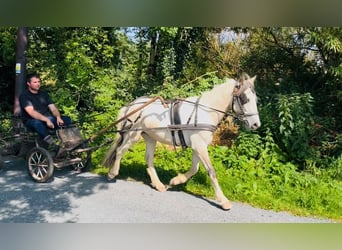 Cob, Hongre, 4 Ans, 133 cm, Isabelle