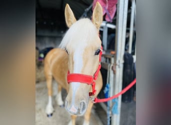 Cob, Hongre, 4 Ans, 133 cm, Palomino