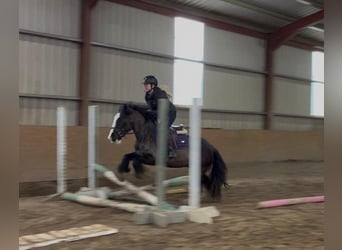 Cob, Hongre, 4 Ans, 136 cm, Noir