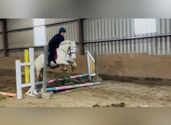 Cob, Hongre, 4 Ans, 138 cm, Léopard