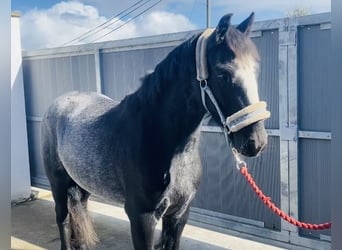 Cob, Hongre, 4 Ans, 138 cm, Rouan bleu