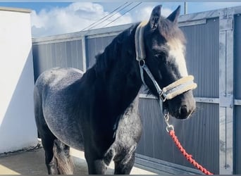 Cob, Hongre, 4 Ans, 138 cm, Rouan bleu