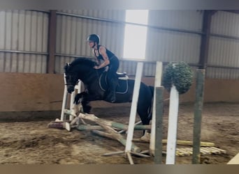 Cob, Hongre, 4 Ans, 140 cm, Bai cerise