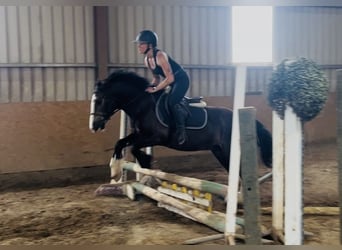 Cob, Hongre, 4 Ans, 140 cm, Bai cerise