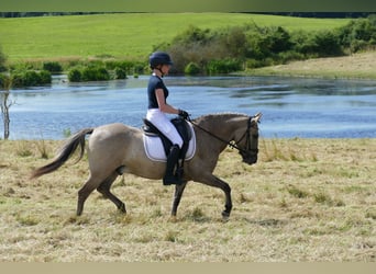 Cob, Hongre, 4 Ans, 140 cm, Isabelle
