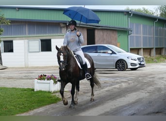 Cob, Hongre, 4 Ans, 142 cm, Alezan brûlé