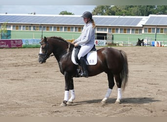 Cob, Hongre, 4 Ans, 142 cm, Alezan brûlé