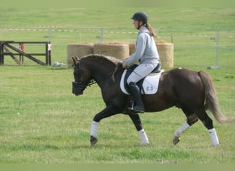 Cob, Hongre, 4 Ans, 142 cm, Alezan brûlé