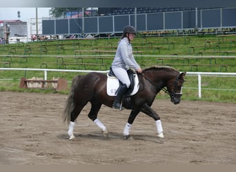 Cob, Hongre, 4 Ans, 142 cm, Alezan brûlé