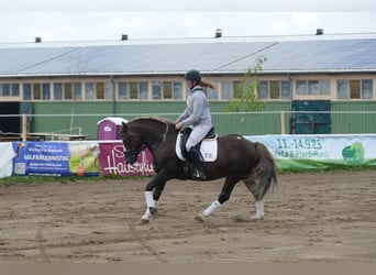 Cob, Hongre, 4 Ans, 142 cm, Alezan brûlé