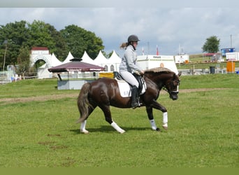 Cob, Hongre, 4 Ans, 142 cm, Alezan brûlé