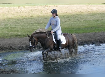 Cob, Hongre, 4 Ans, 142 cm, Alezan brûlé