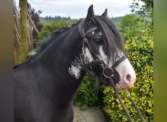 Cob, Hongre, 4 Ans, 142 cm, Bai brun foncé