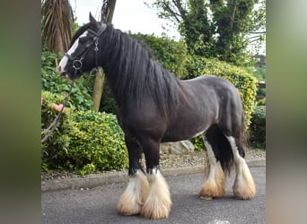 Cob, Hongre, 4 Ans, 142 cm, Bai brun foncé