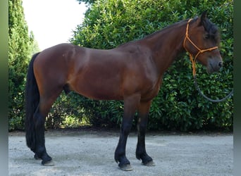 Cob, Hongre, 4 Ans, 143 cm, Bai brun