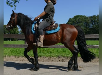 Cob, Hongre, 4 Ans, 143 cm, Bai brun