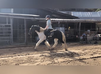 Cob Croisé, Hongre, 4 Ans, 143 cm, Pinto