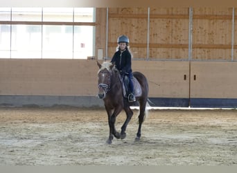 Cob, Hongre, 4 Ans, 146 cm, Alezan brûlé