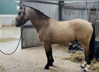Cob, Hongre, 4 Ans, 146 cm, Isabelle