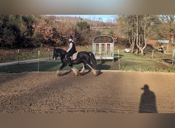 Cob, Hongre, 4 Ans, 146 cm, Rouan Bleu