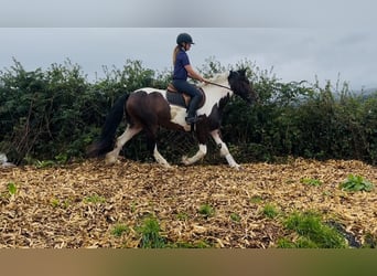 Cob, Hongre, 4 Ans, 147 cm, Pinto