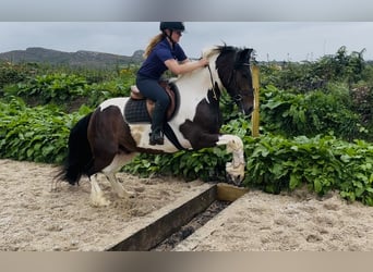 Cob, Hongre, 4 Ans, 147 cm, Pinto