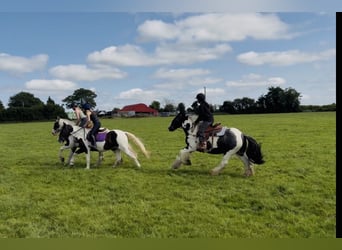 Cob, Hongre, 4 Ans, 147 cm, Pinto