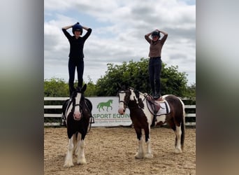 Cob, Hongre, 4 Ans, 147 cm, Tobiano-toutes couleurs