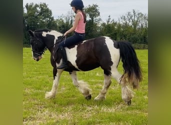 Cob, Hongre, 4 Ans, 147 cm, Tobiano-toutes couleurs