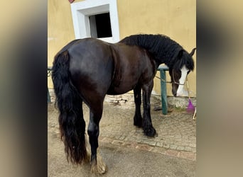 Cob, Hongre, 4 Ans, 150 cm, Noir
