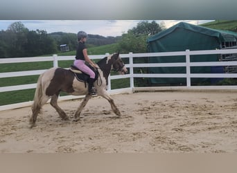 Cob, Hongre, 4 Ans, 150 cm, Pinto