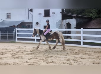 Cob, Hongre, 4 Ans, 150 cm, Pinto