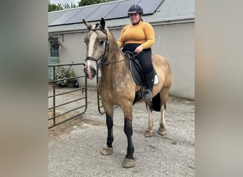 Cob, Hongre, 4 Ans, 152 cm, Isabelle