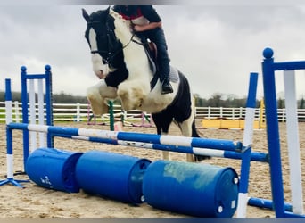 Cob, Hongre, 4 Ans, 152 cm, Pinto