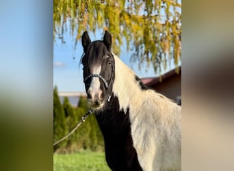 Cob, Hongre, 4 Ans, 153 cm, Pinto