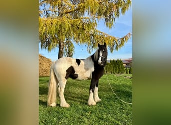 Cob, Hongre, 4 Ans, 153 cm, Pinto